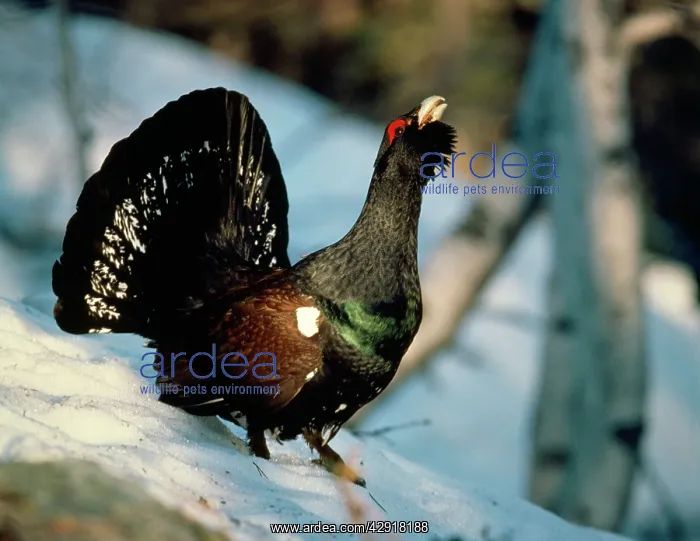 : CAPERCAILLIE - calling : CAPERCAILLIE - calling