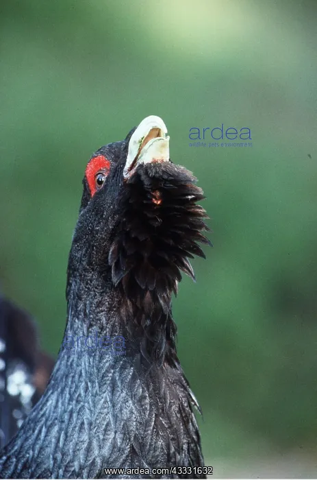 : CAPERCAILLIE - calling : CAPERCAILLIE - calling