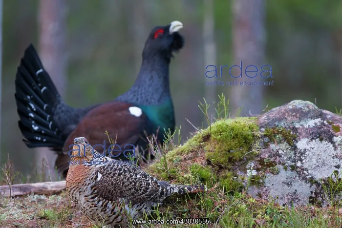 : Capercaillie cock courting hen : Capercaillie cock courting hen