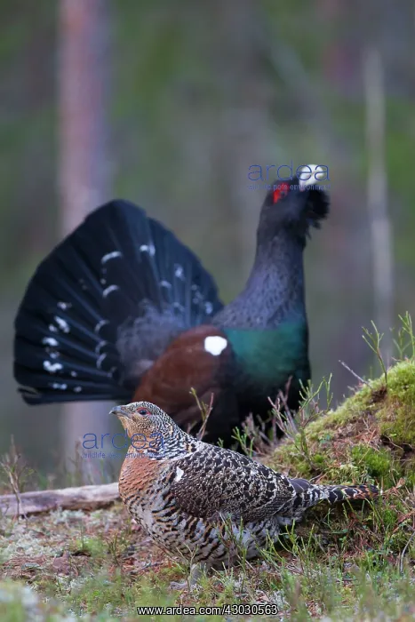 : Capercaillie cock courting hen : Capercaillie cock courting hen
