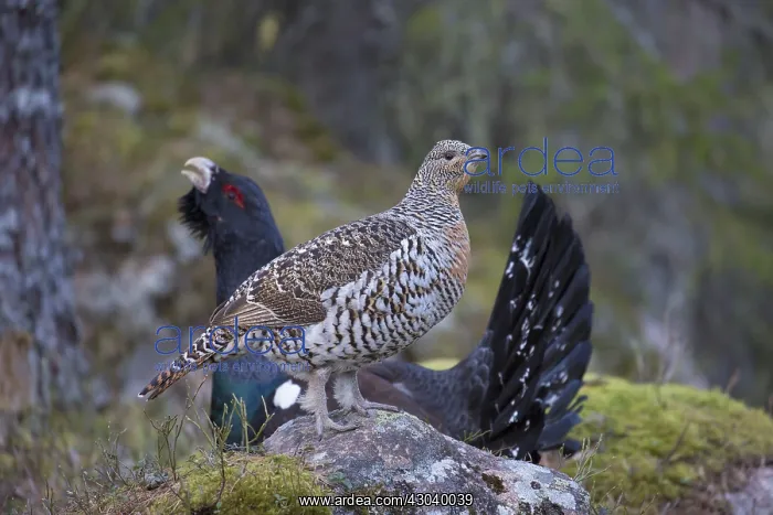  : Capercaillie - cock courting hen - Dalarna, Sweden