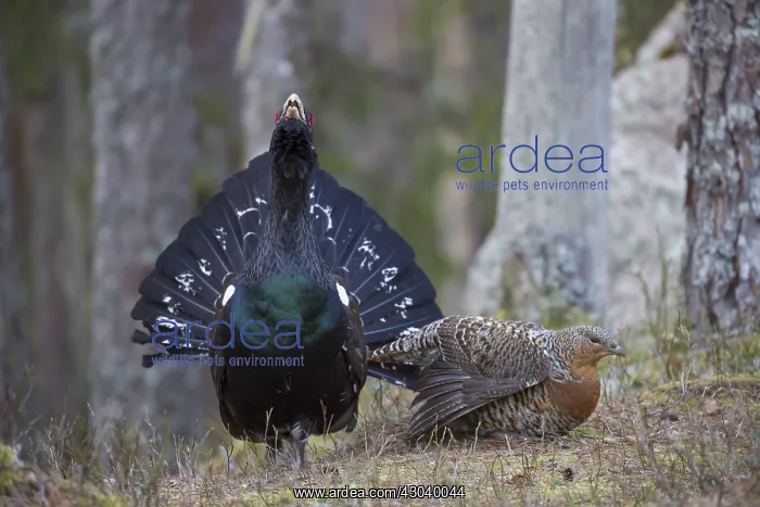 : Capercaillie - cock courting hen - Dalarna, Sweden : Capercaillie - cock courting hen - Dalarna, Sweden
