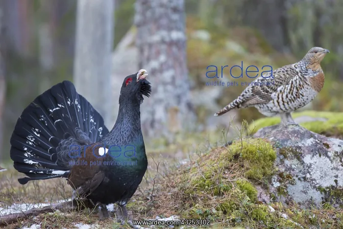 : Capercaillie - cock courting hen - Dalarna, Sweden : Capercaillie - cock courting hen - Dalarna, Sweden