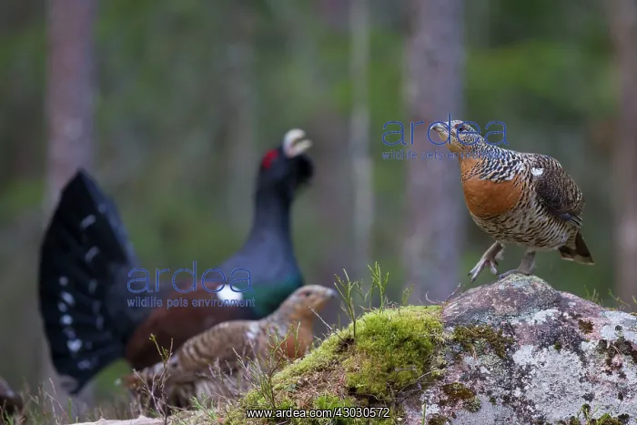 : Capercaillie cock courting hens : Capercaillie cock courting hens