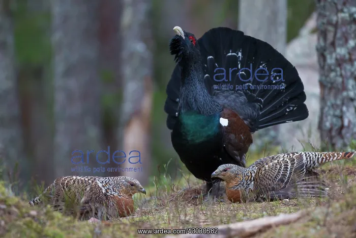 : Capercaillie cock courting hens : Capercaillie cock courting hens