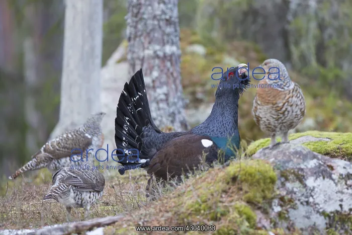 : Capercaillie - cock courting hens - Dalarna, Sweden : Capercaillie - cock courting hens - Dalarna, Sweden