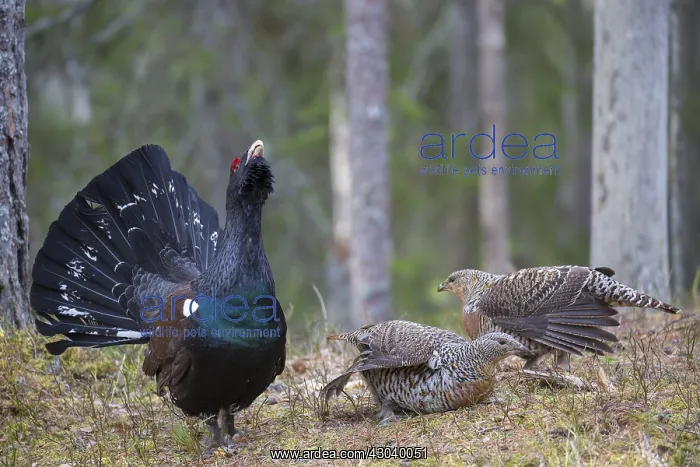 : Capercaillie - cock courting hens - Dalarna, Sweden : Capercaillie - cock courting hens - Dalarna, Sweden