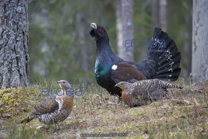 : Capercaillie - cock courting hens - Dalarna, Sweden : Capercaillie - cock courting hens - Dalarna, Sweden