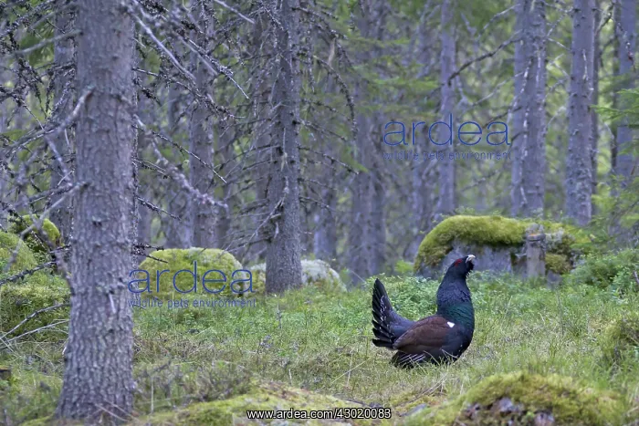 : Capercaillie cock displaying : Capercaillie cock displaying