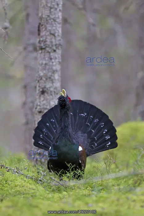 : Capercaillie cock displaying : Capercaillie cock displaying