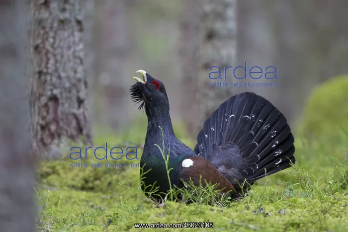: Capercaillie cock displaying : Capercaillie cock displaying