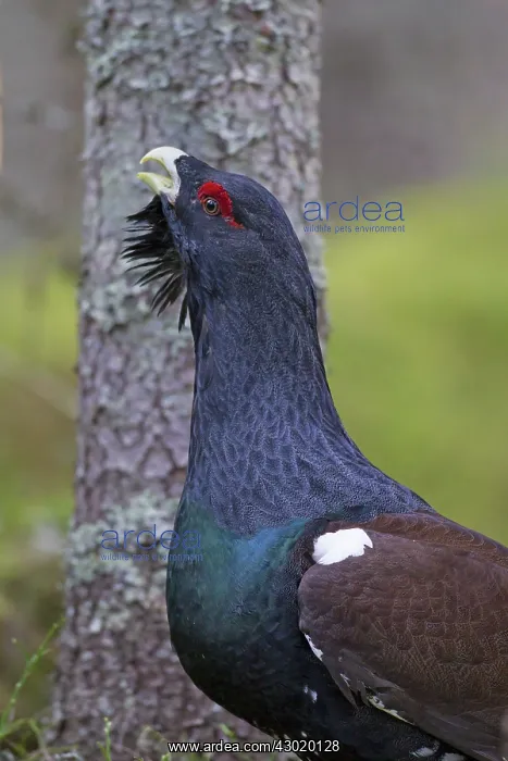 : Capercaillie cock displaying : Capercaillie cock displaying
