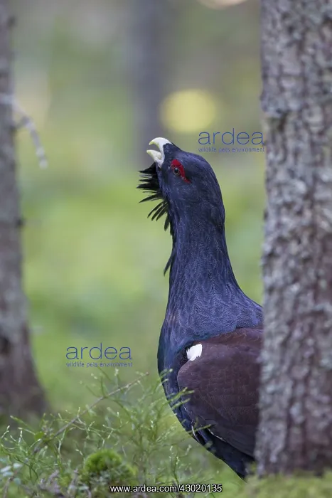 : Capercaillie cock displaying : Capercaillie cock displaying