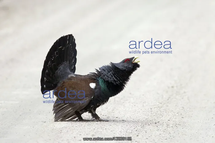 : Capercaillie cock displaying : Capercaillie cock displaying