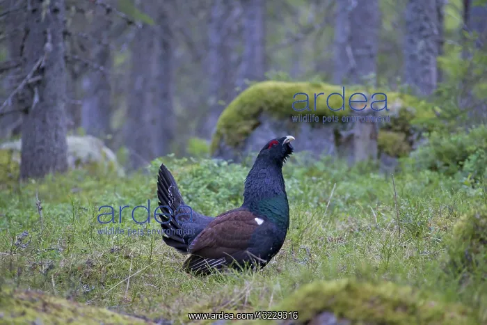 : Capercaillie cock displaying : Capercaillie cock displaying