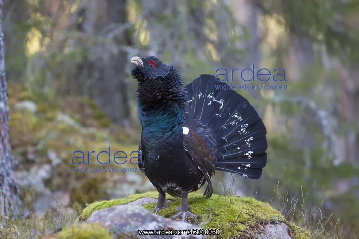 : Capercaillie - cock displaying - Dalarna, Sweden : Capercaillie - cock displaying - Dalarna, Sweden