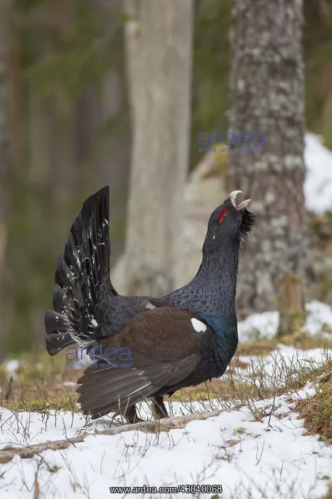 : Capercaillie - cock displaying in snow - Dalarna, Sweden : Capercaillie - cock displaying in snow - Dalarna, Sweden