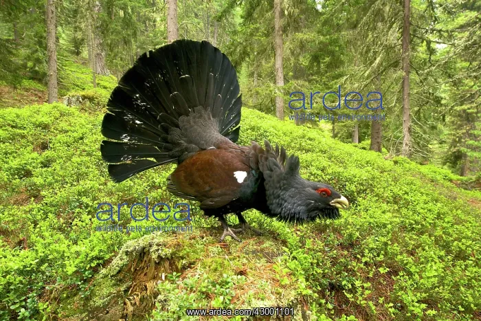 : Capercaillie - displaying : Capercaillie - displaying