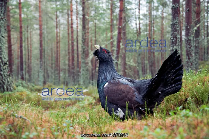 : Capercaillie - displaying : Capercaillie - displaying