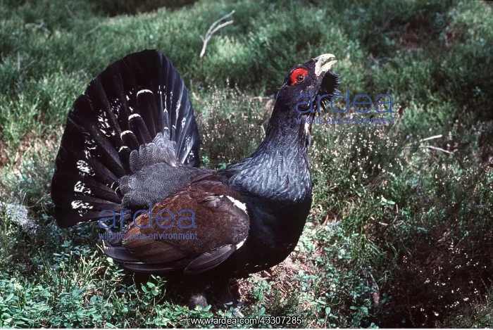 : CAPERCAILLIE - displaying : CAPERCAILLIE - displaying