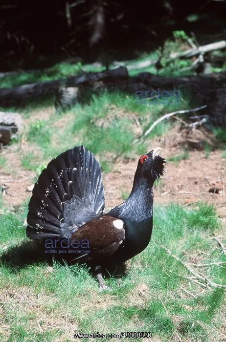 : CAPERCAILLIE - Displaying : CAPERCAILLIE - Displaying