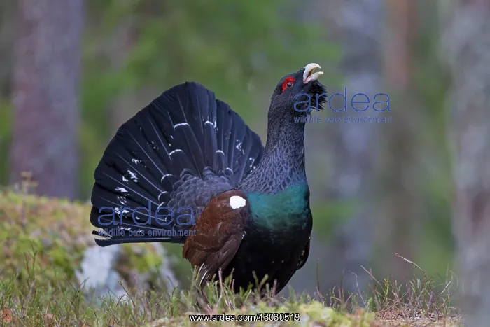 : Capercaillie displaying cock in forest : Capercaillie displaying cock in forest