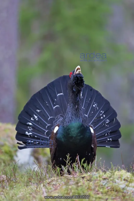  : Capercaillie displaying cock in forest