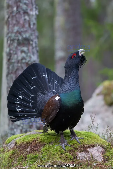 : Capercaillie displaying cock in forest : Capercaillie displaying cock in forest