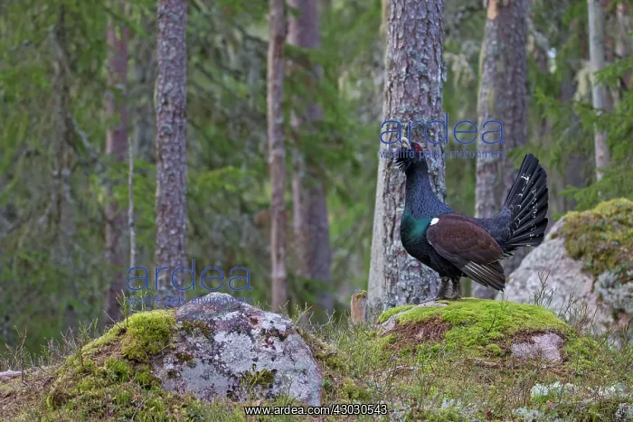 : Capercaillie displaying cock in forest : Capercaillie displaying cock in forest