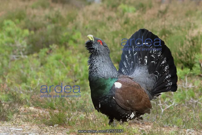 : Capercaillie - displaying and defending territory : Capercaillie - displaying and defending territory