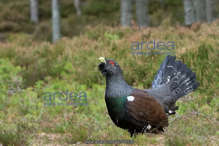 : Capercaillie - displaying and defending territory : Capercaillie - displaying and defending territory