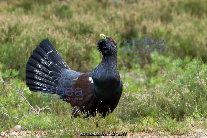 : Capercaillie - displaying and defending territory : Capercaillie - displaying and defending territory