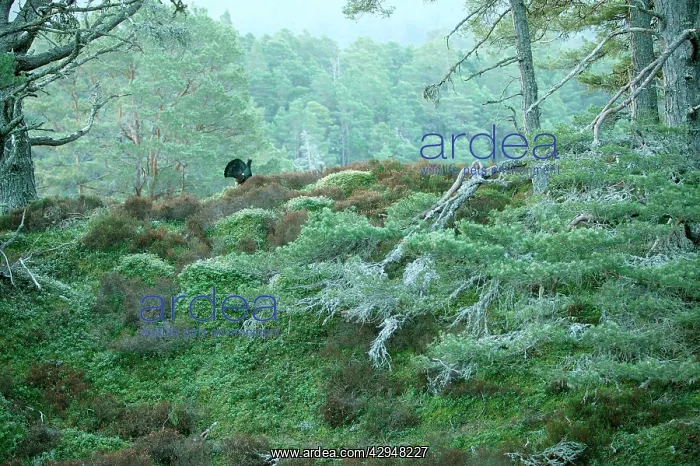 : Capercaillie - Displaying early morning in old : Capercaillie - Displaying early morning in old
