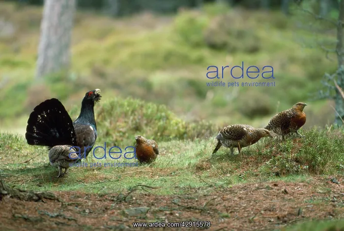  : Capercaillie - displaying to females