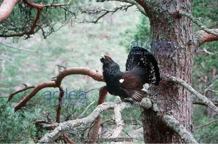  : CAPERCAILLIE - displaying in tree