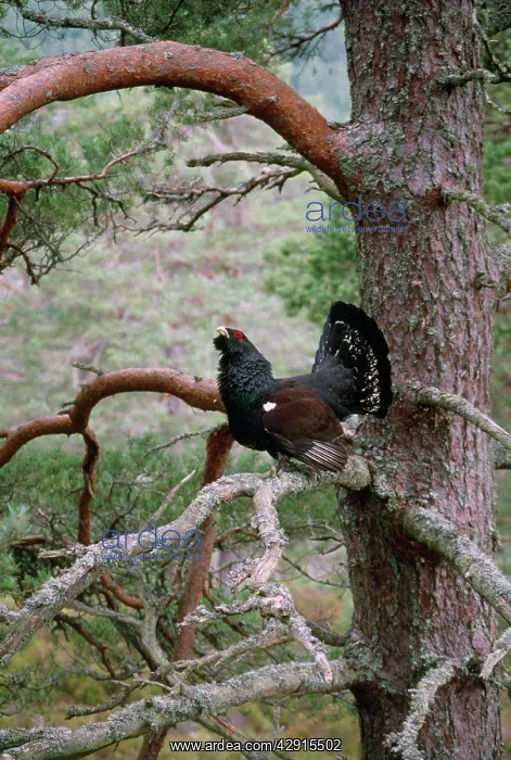 : CAPERCAILLIE- DISPLAYS IN TREE : CAPERCAILLIE- DISPLAYS IN TREE
