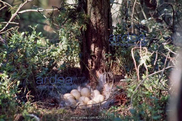 : Capercaillie - eggs in nest : Capercaillie - eggs in nest
