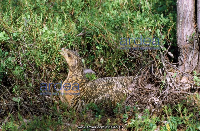 : Capercaillie - female sits in plants