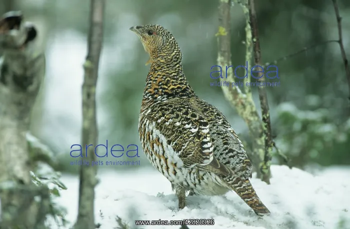 : Capercaillie - Female in Snow : Capercaillie - Female in Snow