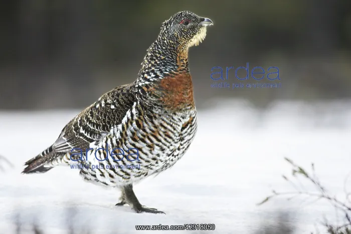 : Capercaillie - female in snow : Capercaillie - female in snow