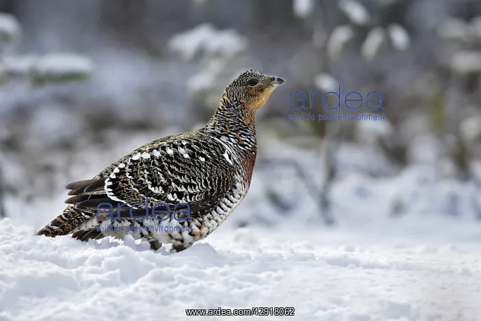  : Capercaillie - female in snow