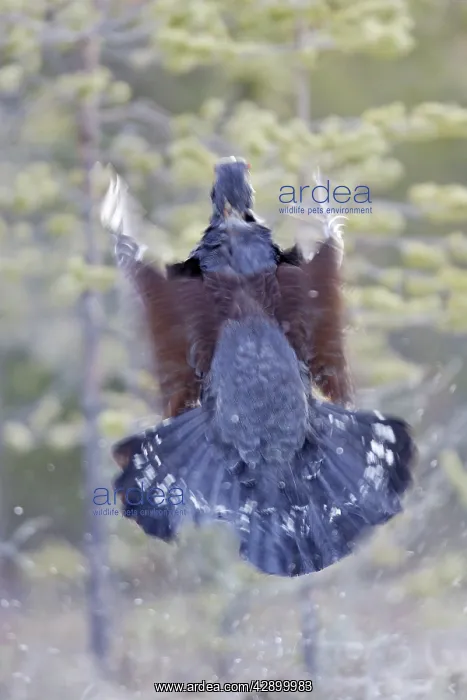 : Capercaillie - in flight - taking off : Capercaillie - in flight - taking off