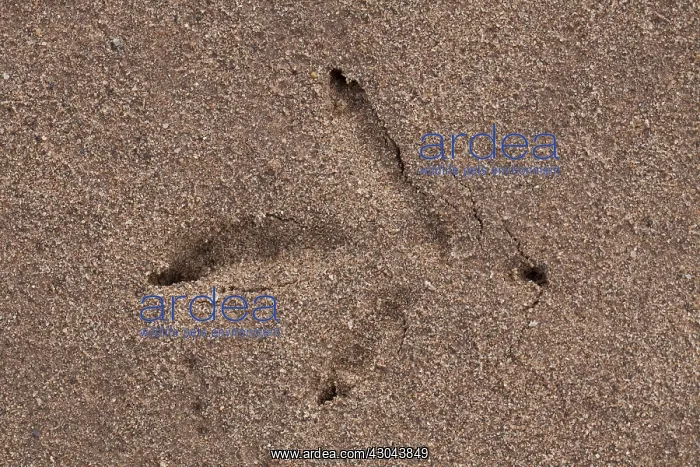  : Capercaillie - foot print - Dalarna, Sweden