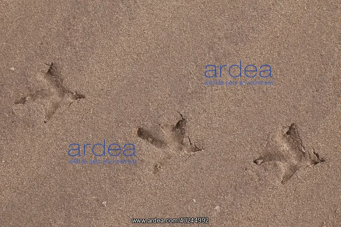  : Capercaillie - foot prints - Dalarna, Sweden