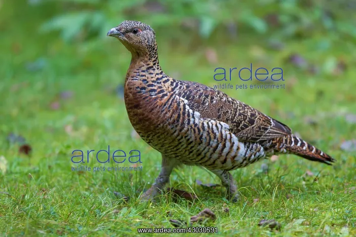 : Capercaillie hen : Capercaillie hen