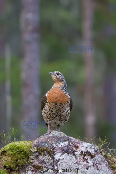: Capercaillie hen : Capercaillie hen