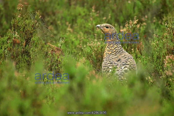 : Capercaillie - hen sitting in heather population : Capercaillie - hen sitting in heather population