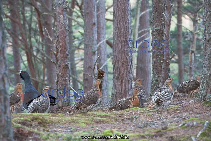 : Capercaillie - & Hens displaying on lek in old : Capercaillie - & Hens displaying on lek in old