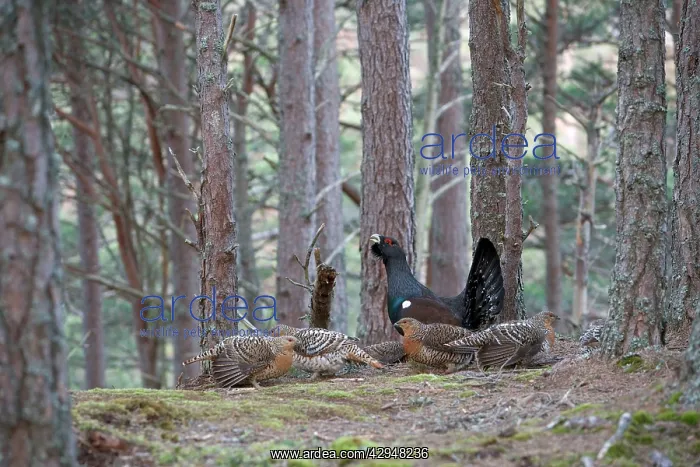 : Capercaillie & Hens Displaying on Lek in old Caledonian : Capercaillie & Hens Displaying on Lek in old Caledonian