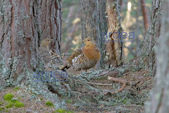 : Capercaillie - Hens in old Caledonian pine Forest : Capercaillie - Hens in old Caledonian pine Forest